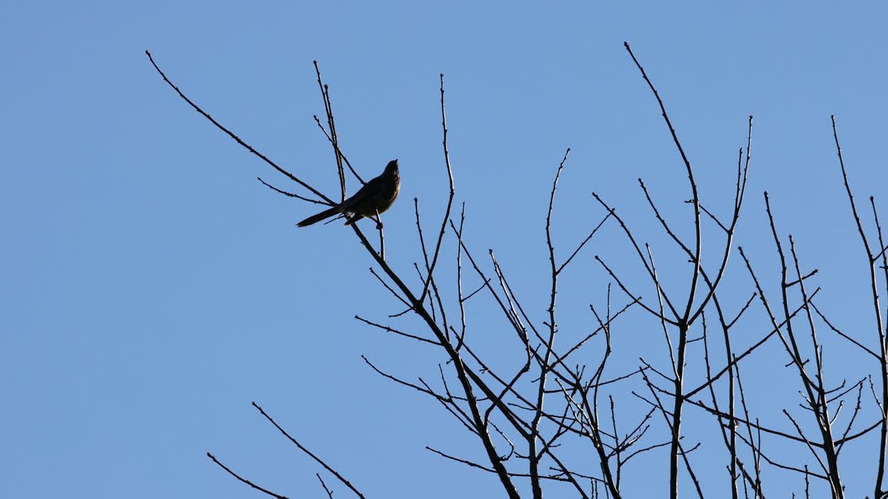 오스트레일리아 멜버른 의 나무 가지 에 있는 새