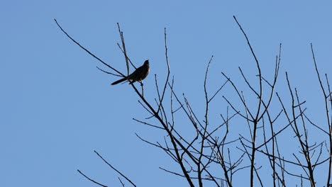 bird on tree branch in melbourne, australia