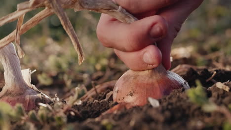 a man's hand pulls a large bulb out of the soil