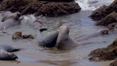 elephant seals fighting on the beach