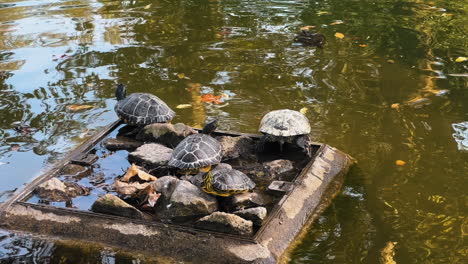 garden turtles sunning themselves on a wooden platform until one decides to get wet