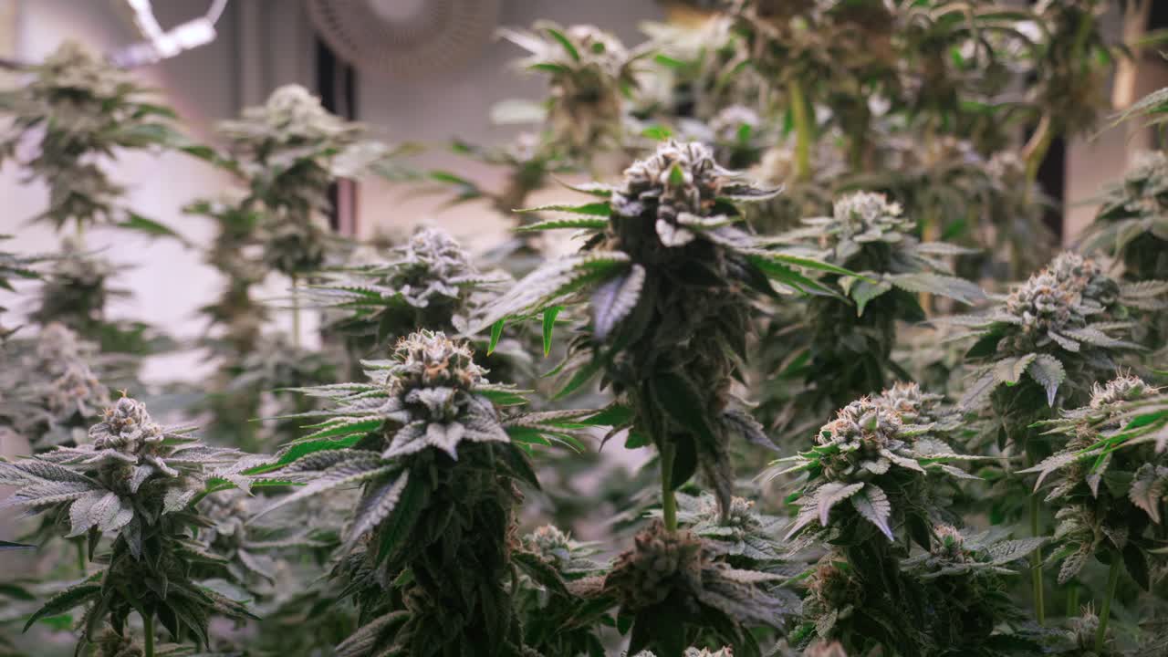 개화 단계에서 성장 텐트에서 자라는 대마초 식물의 샷