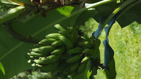 unripe banana bunch growing on a tree - vertical parallax