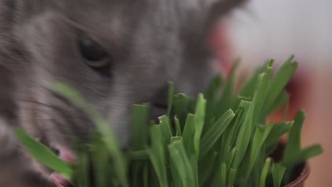 close up view to a cat eating special grass