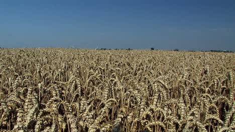 tiro panorámico de campo de trigo en magdeburger boerde unos minutos antes de la cosecha, alemania