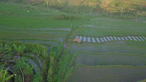 Cabaña-De-Granja-Rodeada-De-Campos-De-Arroz-Agrícola-En-El-Campo-Asiático---Toma-De-órbita-Aérea