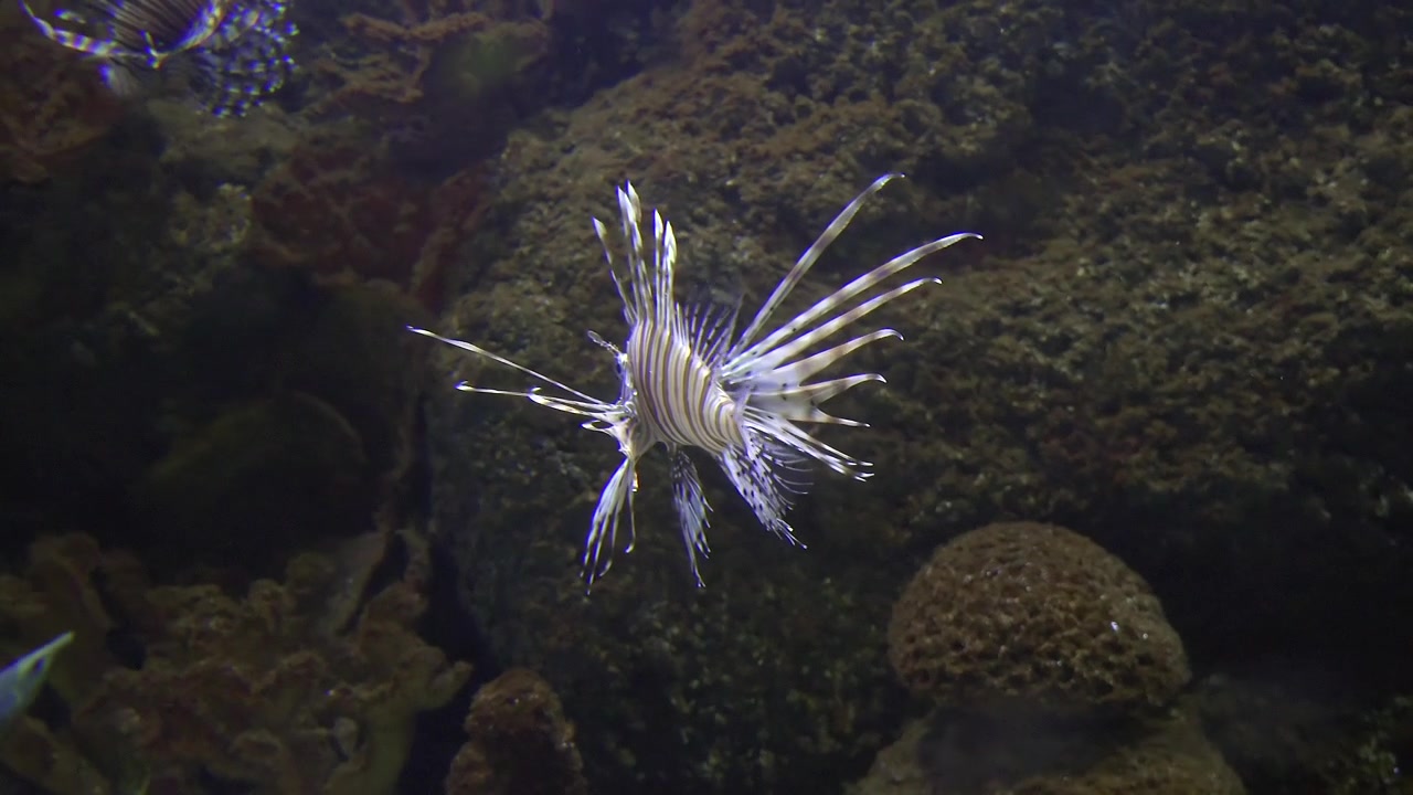 Pesce leone che nuota in un acquario tropicale.