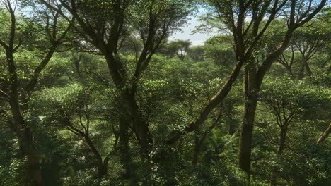 dense green forest landscape