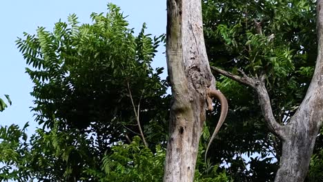 El-Lagarto-Monitor-Nublado-Se-Encuentra-En-Tailandia-Y-Otros-Países-De-Asia