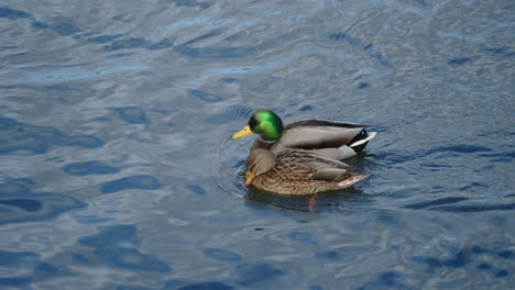 Stockenten-Drake-Und-Entenpaar,-Das-Auf-Teich-Schwimmt---Hochwinkelaufnahme