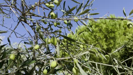 branch of an old olive tree with olive sprouts on the branches in good weather