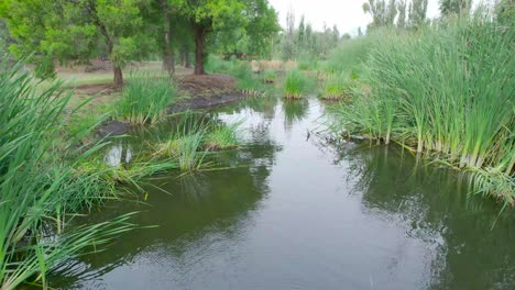 Dolly-über-Dem-Wasser-Mit-Blick-Auf-Den-See-Inmitten-Von-Bäumen-Und-Einer-Vegetation-In-Einem-Natürlichen-Gebiet-In-Mexiko-Stadt,-Mit-Spiegelung-Der-Vegetation