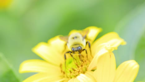 Bee-pollinates-yellow-flower-in-the-summmertime