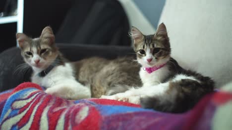 cat grooming itself on the couch with his mom