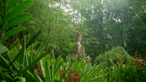 video de plantas increíbles de un jardín botánico en victoria en la isla de mahe en las seychelles