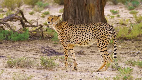 hermoso y delgado guepardo del sudeste africano parado y buscando el paisaje de la sabana