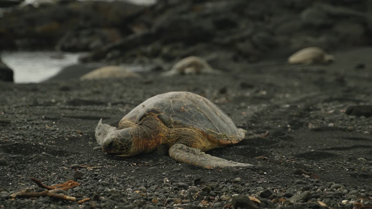 Turtle resting on the beach of one of hawaii's black sand beaches