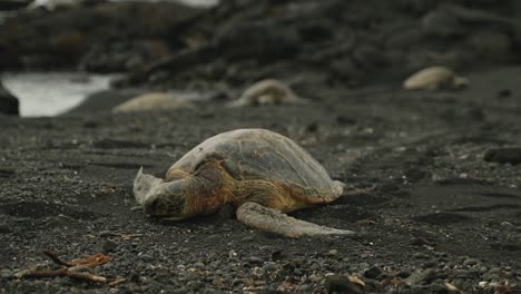 tortuga descansando en la playa de una de las playas de arena negra de hawaii