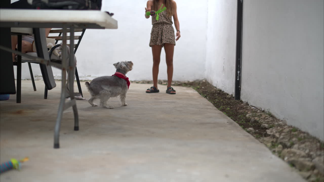 뒷마당에서 회색 슈나우저 개와 함께 놀고 재미있게 달리는 라틴 여성의 느린 움직임