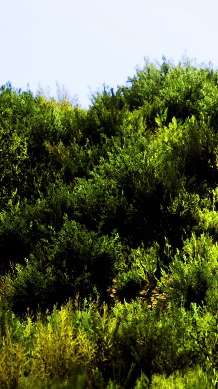 Lush green hillside filled with vibrant foliage under a clear blue sky