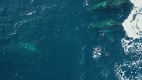 pods of whales swimming across the blue pacific ocean