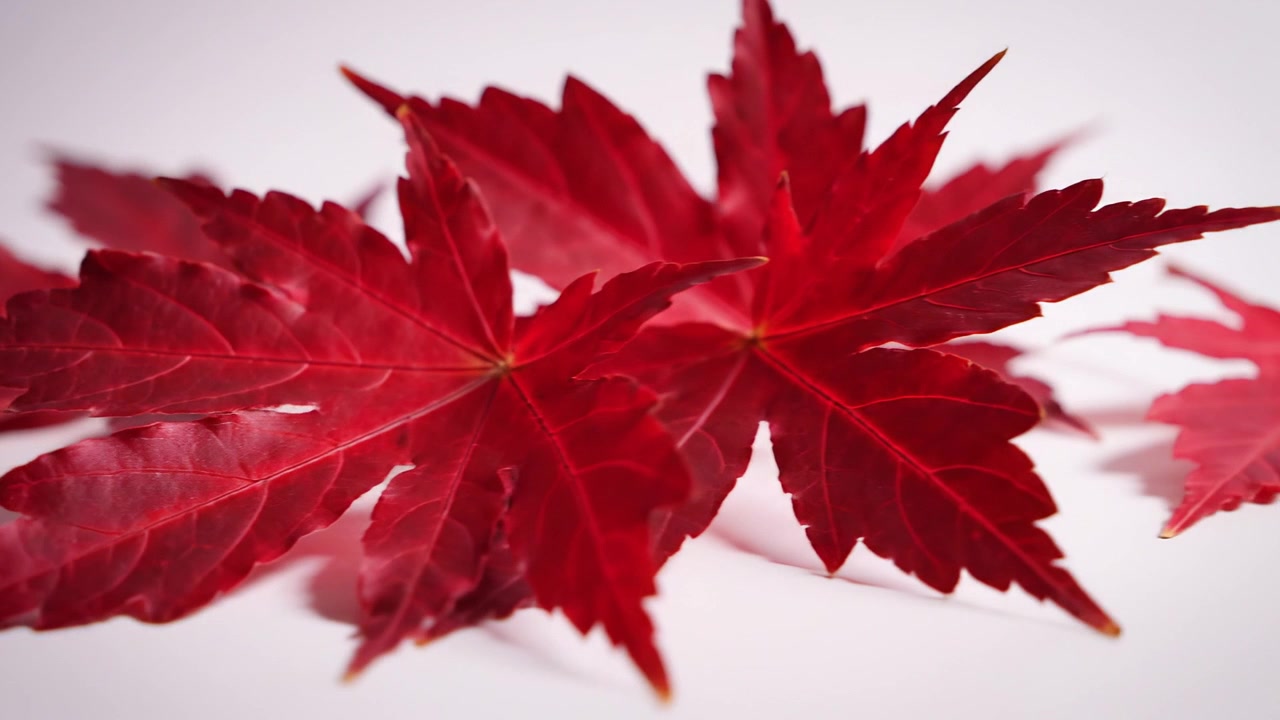 Primo piano di vivaci foglie d'acero rosse su sfondo bianco