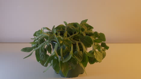 green fittonia plant in a pot blooming in slow motion with plain wall in the background - closeup shot