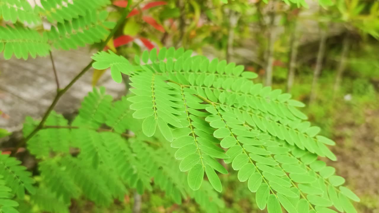 가까이 다가오는 부끄러운 공주 잔디 꽃