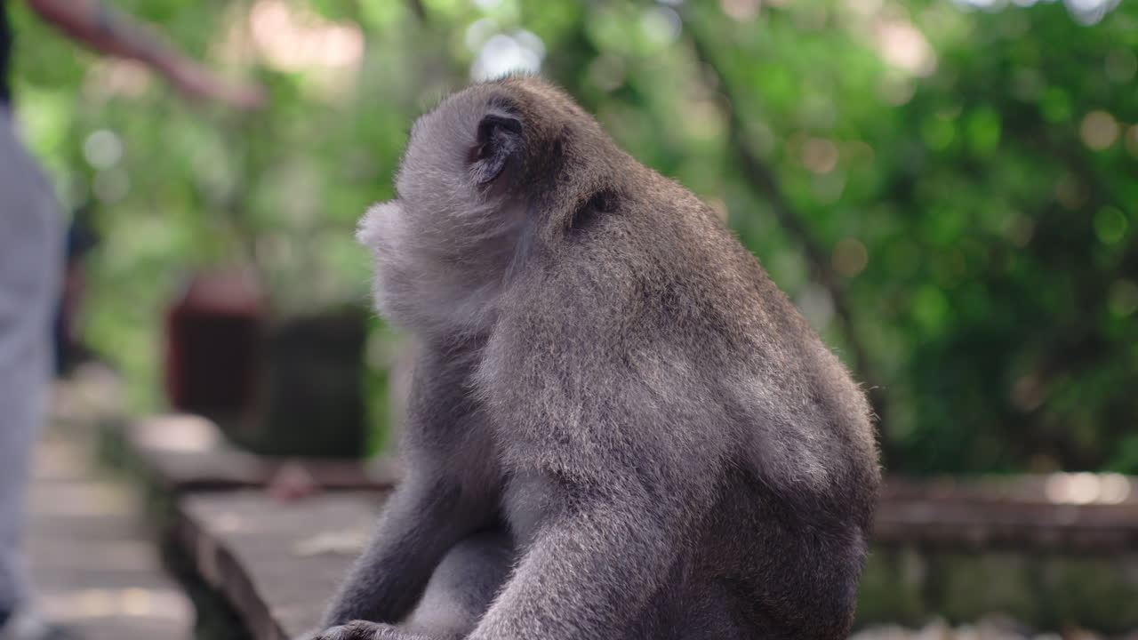mono gris masticando en el bosque de ubud, bali, indonesia