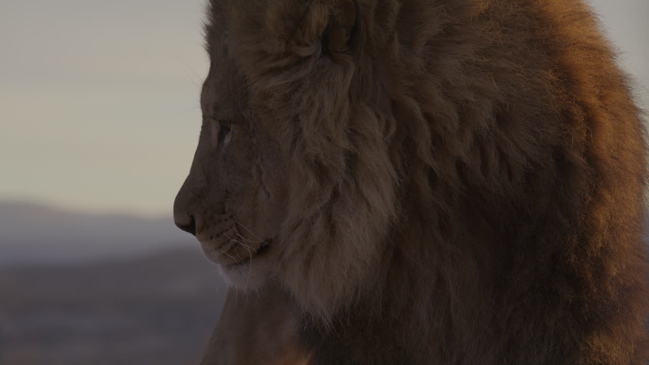 extremo de primer plano león macho por la mañana
