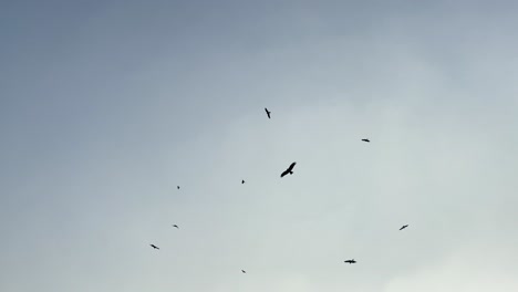 silhouette of birds circling against clear sky