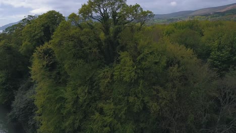 revelación aérea tomada sobre un hermoso bosque escénico