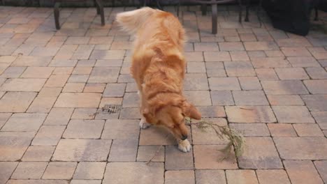 Female-Golden-Retriver-wrestling-with-small-redwood-branch-on-Carmel-patio