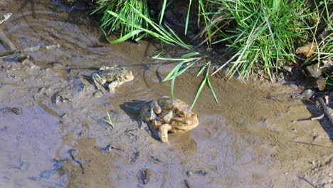 common toad mates in a small stream in spring