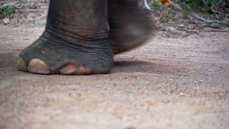 prehensile trunk, feet and toes of asian elephant walking on dirt path