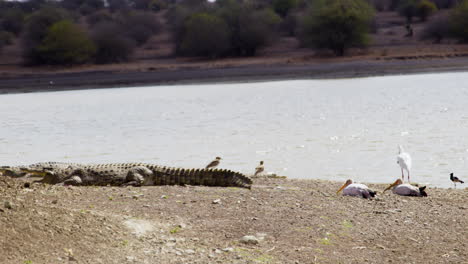 crocodile sunbathing next to birds and storks at water hole in nairobi