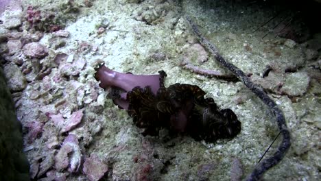 Flatworm-at-Koh-Tao-8