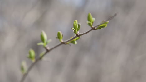 close up of tree buds in spring