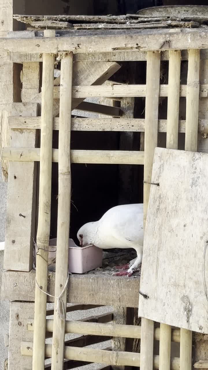 White Pigeon Eating Food Inside a Rustic Wooden Cage