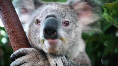 Close-Up-Of-Wild-Koala-Bear-On-A-Branch-Of-Eucalyptus-Tree---low-angle,-close-up