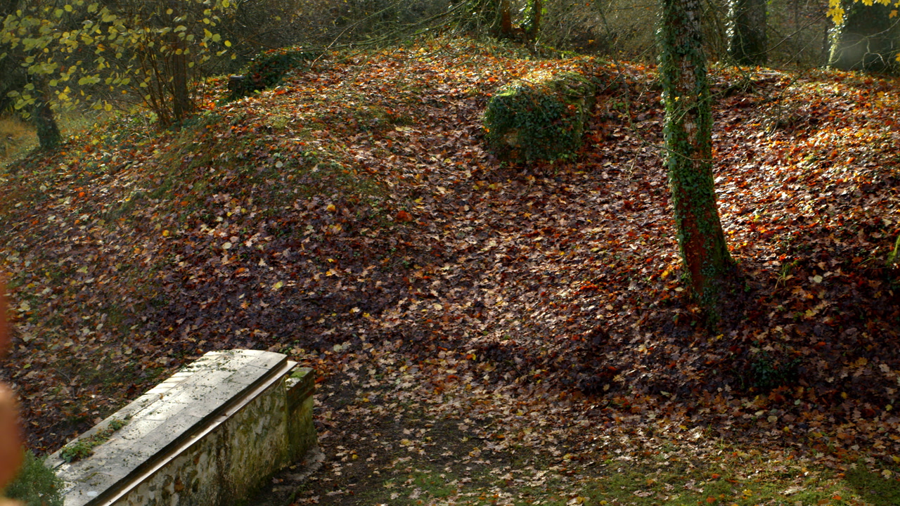 Natural Scene With Autumn Leaves Covering The Ground In A Woodland Setting - Wide Shot