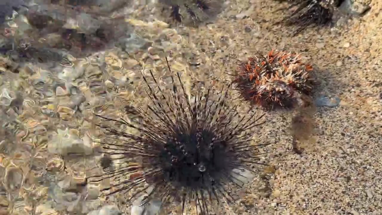Ricci di mare che riposano in acque oceaniche limpide e poco profonde.