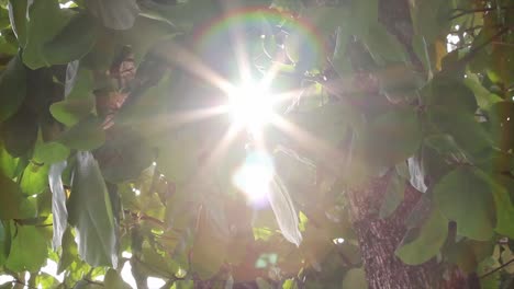 sunbeams peaking through lush green leaves.