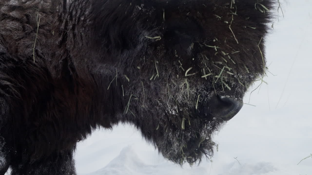 캐나다 유콘 주 화이트호스 (whitehorse, yukon) 에서 겨울에 비손의 클로즈업