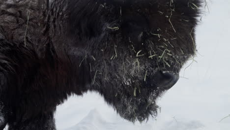 primer plano de un bisonte en invierno en whitehorse, yukon, canadá