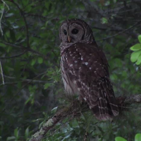 un búho barrado mira a su alrededor desde su posición en un árbol