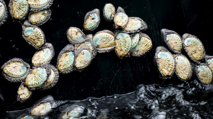 Young South African abalone very mobile in aerated tank