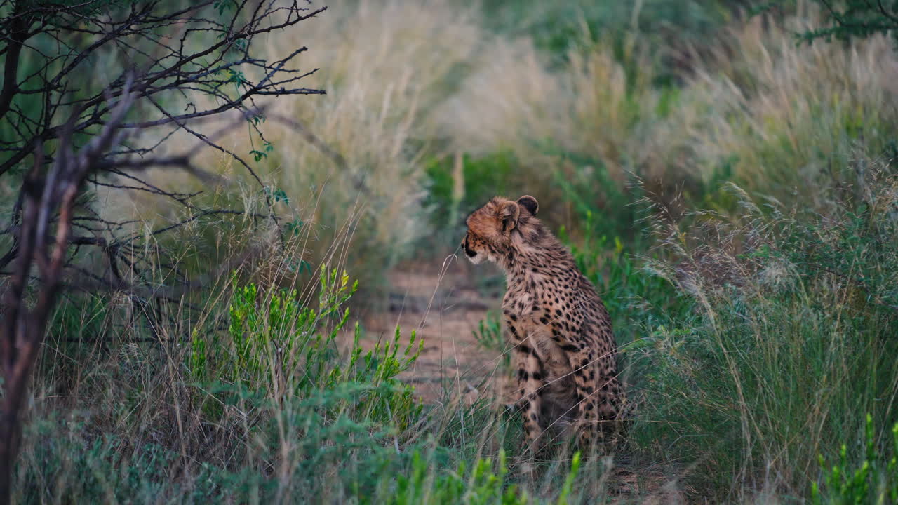 Gepard i den afrikanske savannen