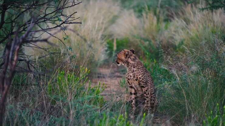 Cheetah in the African Savanna