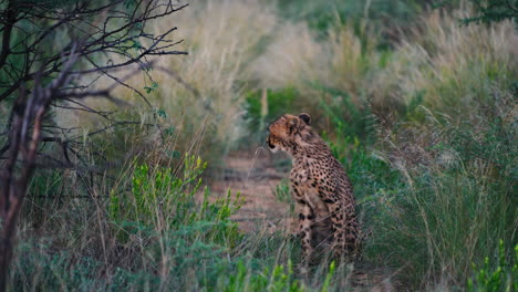 cheetah in the african savanna